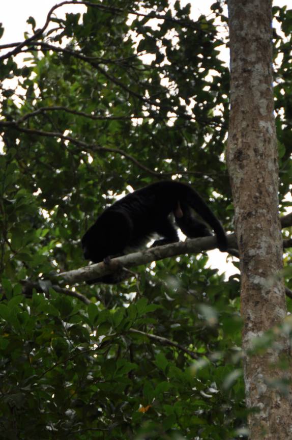 Um emocionante encontro com um barulhento bando de macacos bugil gritador, nas ruínas mayas de Caracol, em Belize, quase na fronteira com a Guatemala